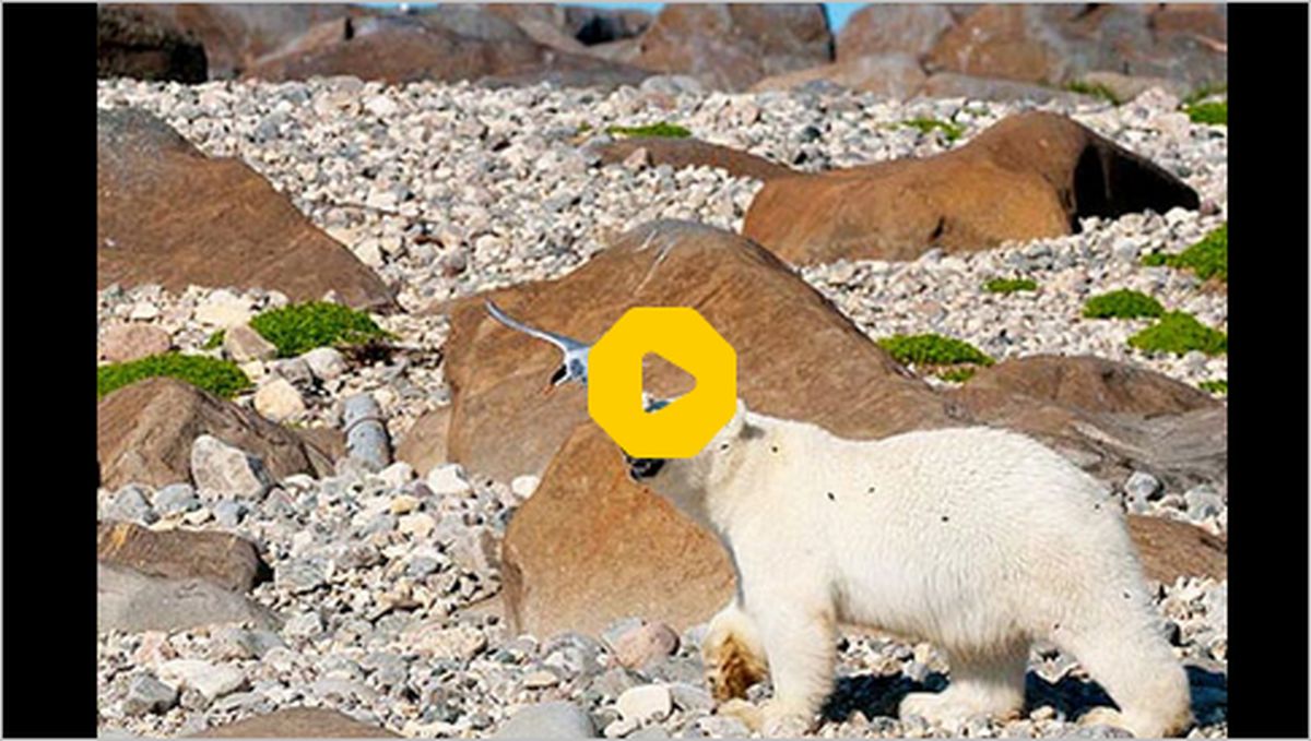ببینید | تصاویری از بالا رفتن خرس قطبی از صخره‌ها برای شکار