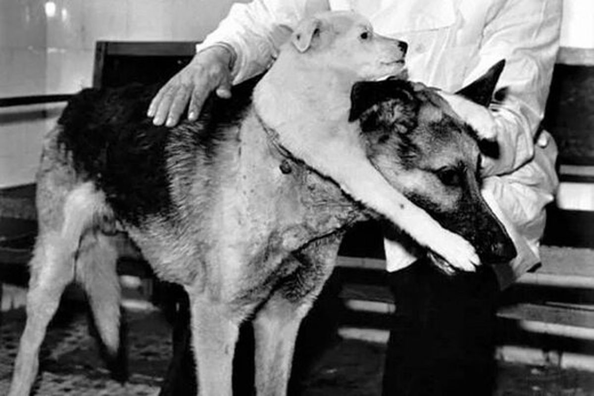 درباره به وجود آمدن سگ دوسر در شوروی چه می‌دانید؟ + تصاویر منحصربه فرد