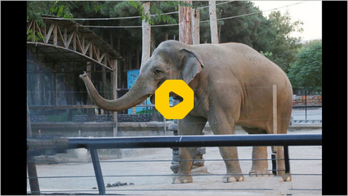ببینید | فیل خوش ذوق از صدای طبل به وجد آمد !