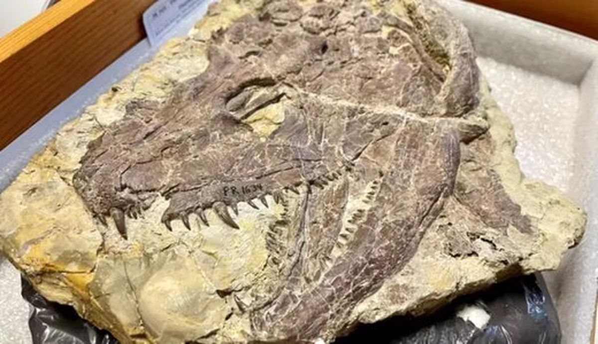 کشف تمساح ۳۴۰ میلیون ساله در آمریکا