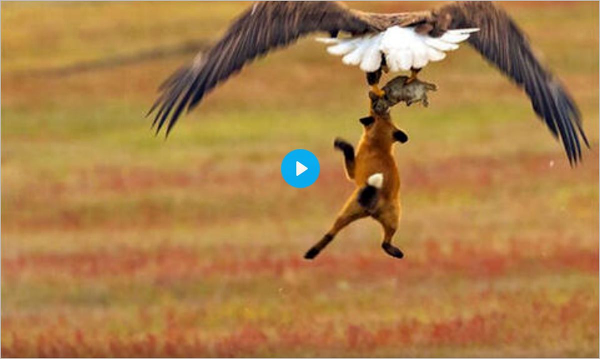 ببینید | تصاویری از پرواز عقاب عظیم‌الجثه‌ای که شکارش را به منقار گرفته !