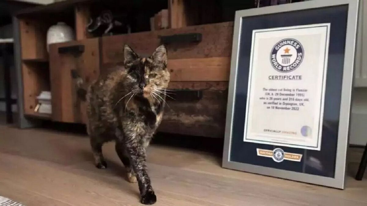 تصویر پیرترین گربه جهان با ۲۷ سال سن !