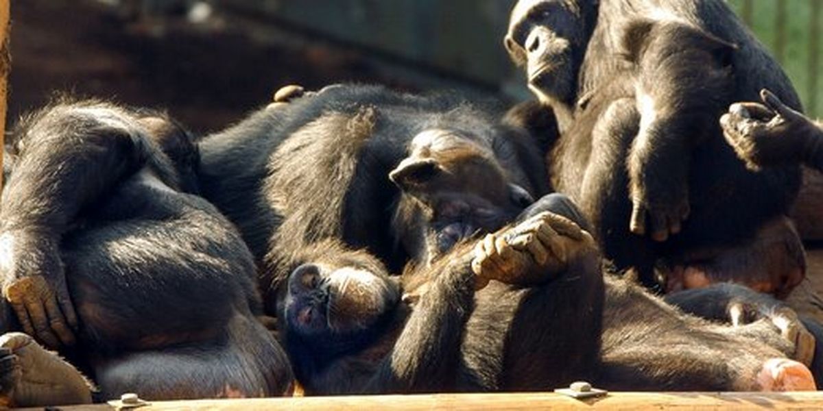 رفتار عجیب و انسان‌گونه بچه شامپانزه + عکس