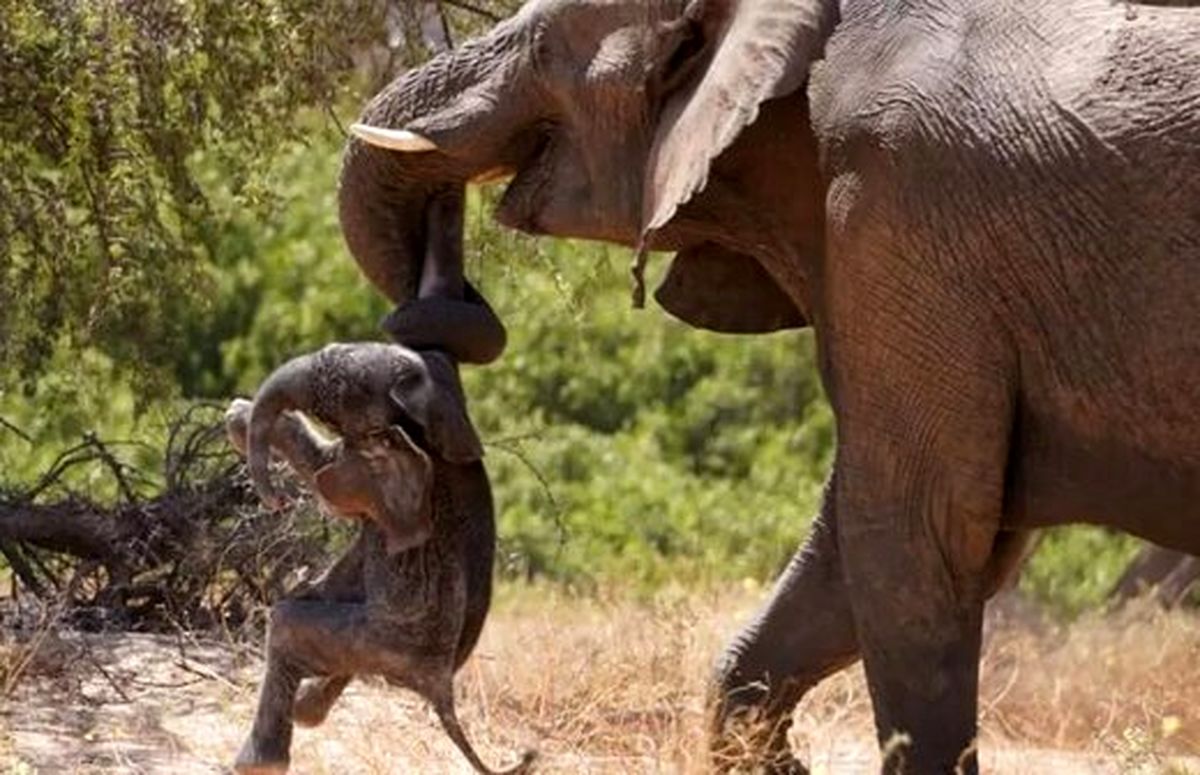 تصویر فیل مادر که جنازه فرزندش را با خودش حمل می‌کند پربازدید شد