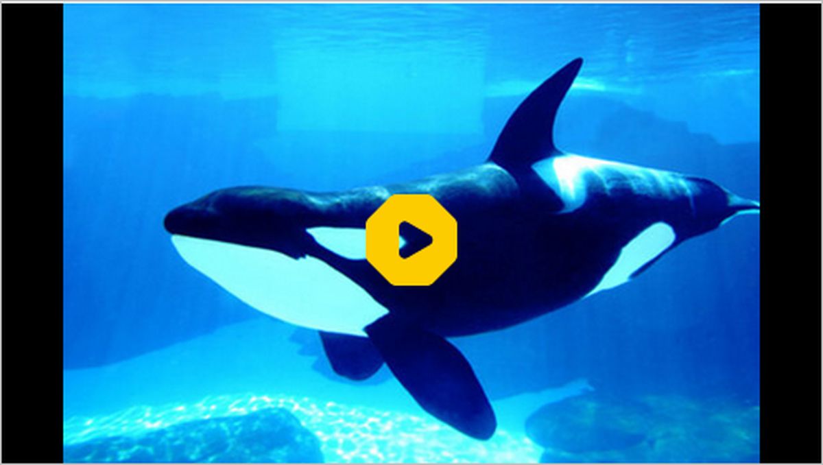 ببینید | فیلمبرداری نزدیک از نهنگ‌های قاتل در کامچاتکا