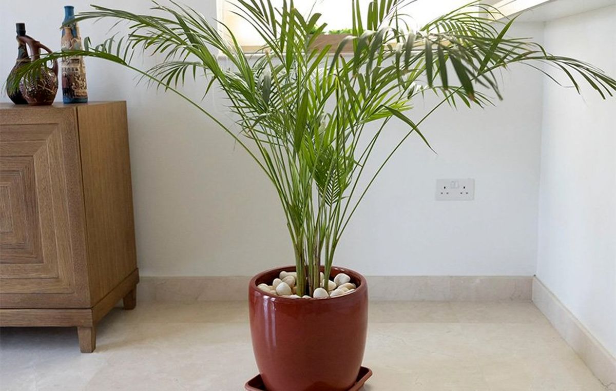 ۱۰ گیاه آپارتمانی که هوا را تصفیه می‌کنند