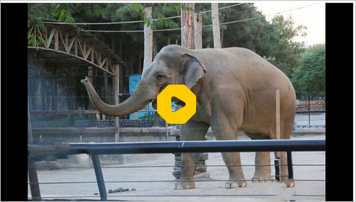 ببینید | نجات دو بچه فیل از درون گودالی در سریلانکا