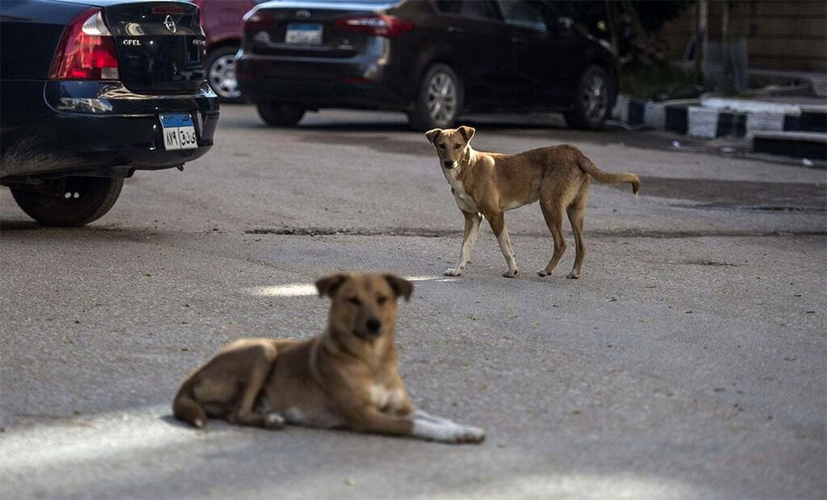 حمله سگ‌های ولگرد به دو دختربچه در کرمان