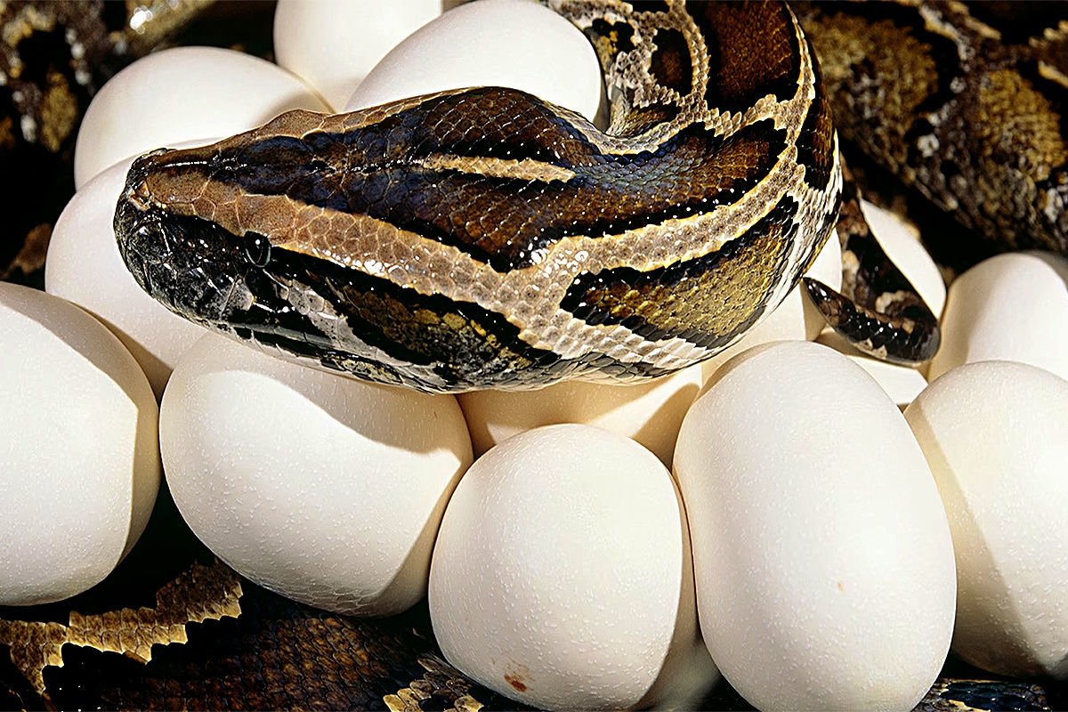 تخم‌گذاری مار غول‌پیکر پیتون در حیات وحش پارک شهید چمران کرج