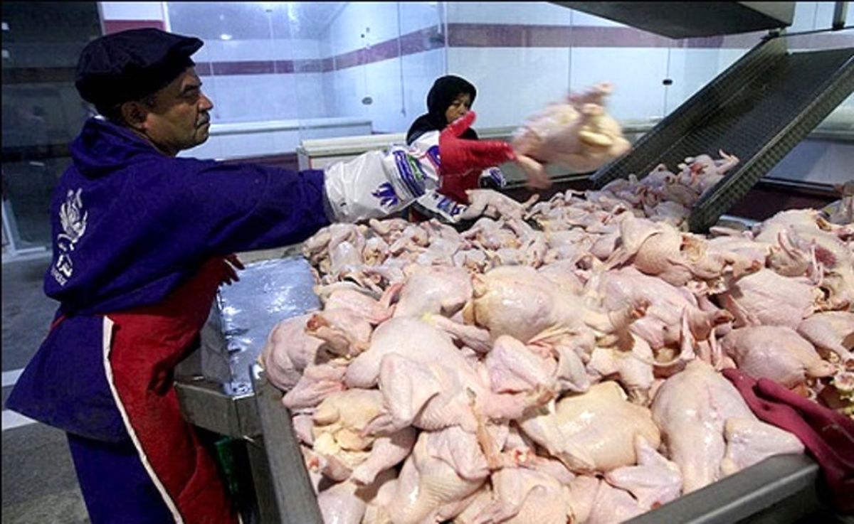 فروش مرغ کیلویی ۱۰۰ هزار تومان | آخرین قیمت مرغ اعلام شد