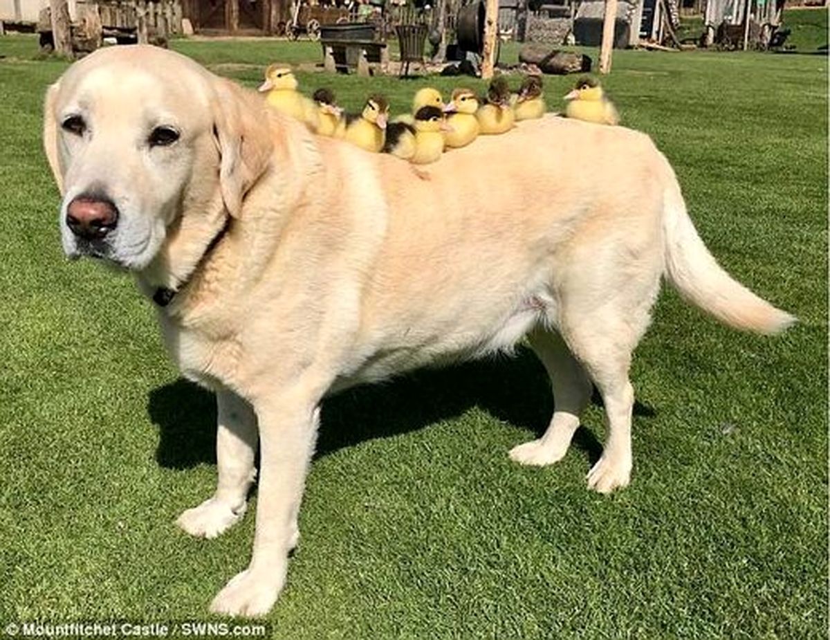 تصاویر سگی که پدرخوانده ۹ جوجه اردک شده پربازدید شد