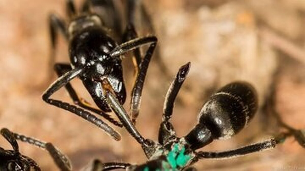 مورچه‌های شفادهنده کشف شدند