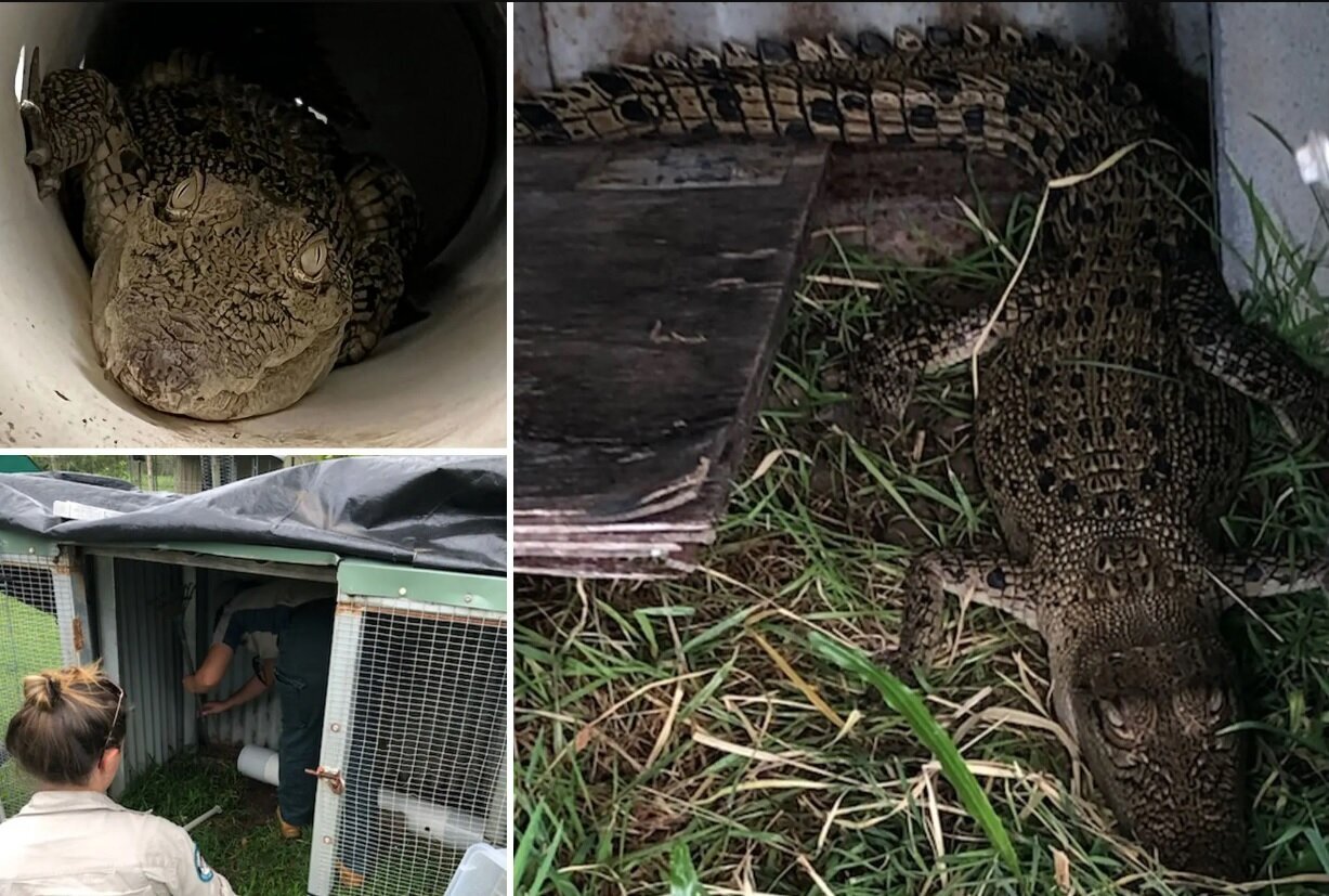 عکس | پیدا شدن تمساح یک متری در مرغدانی