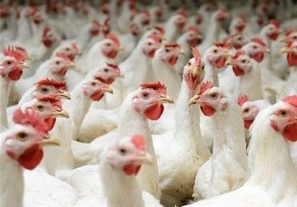 مقصر اصلی گرانی قیمت مرغ کیست؟