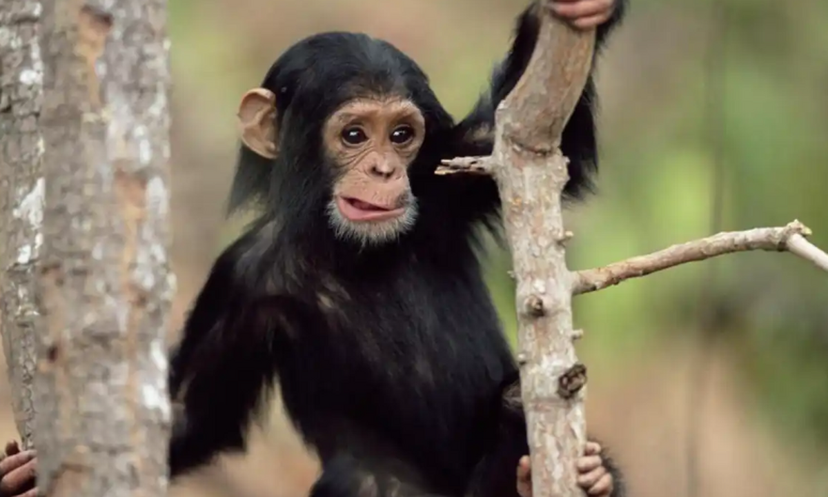 شباهت عجیب دنیای شامپانزه‌ها با انسان امروز !