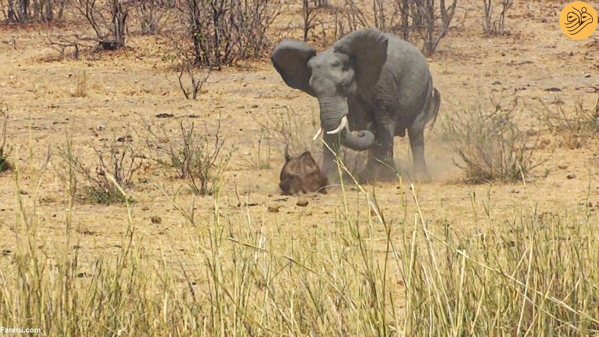 ویدیو | نبرد فیل خشمگین و گاومیش