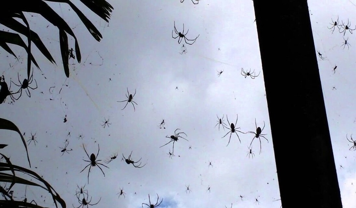 ویدئو | محله ای که به تسخیر عنکبوت‌ها درآمده
