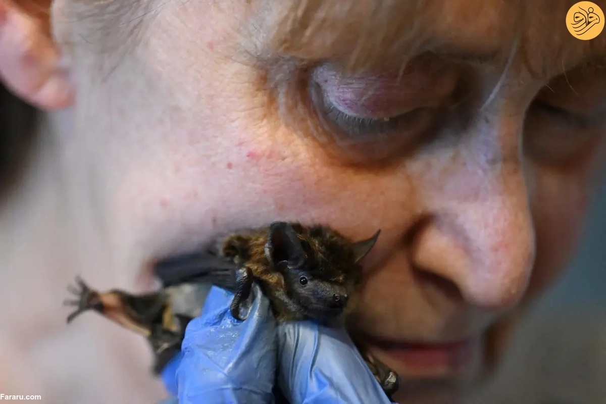 ویدیو | این زن ۶۹ ساله مادر خفاش‌هاست !