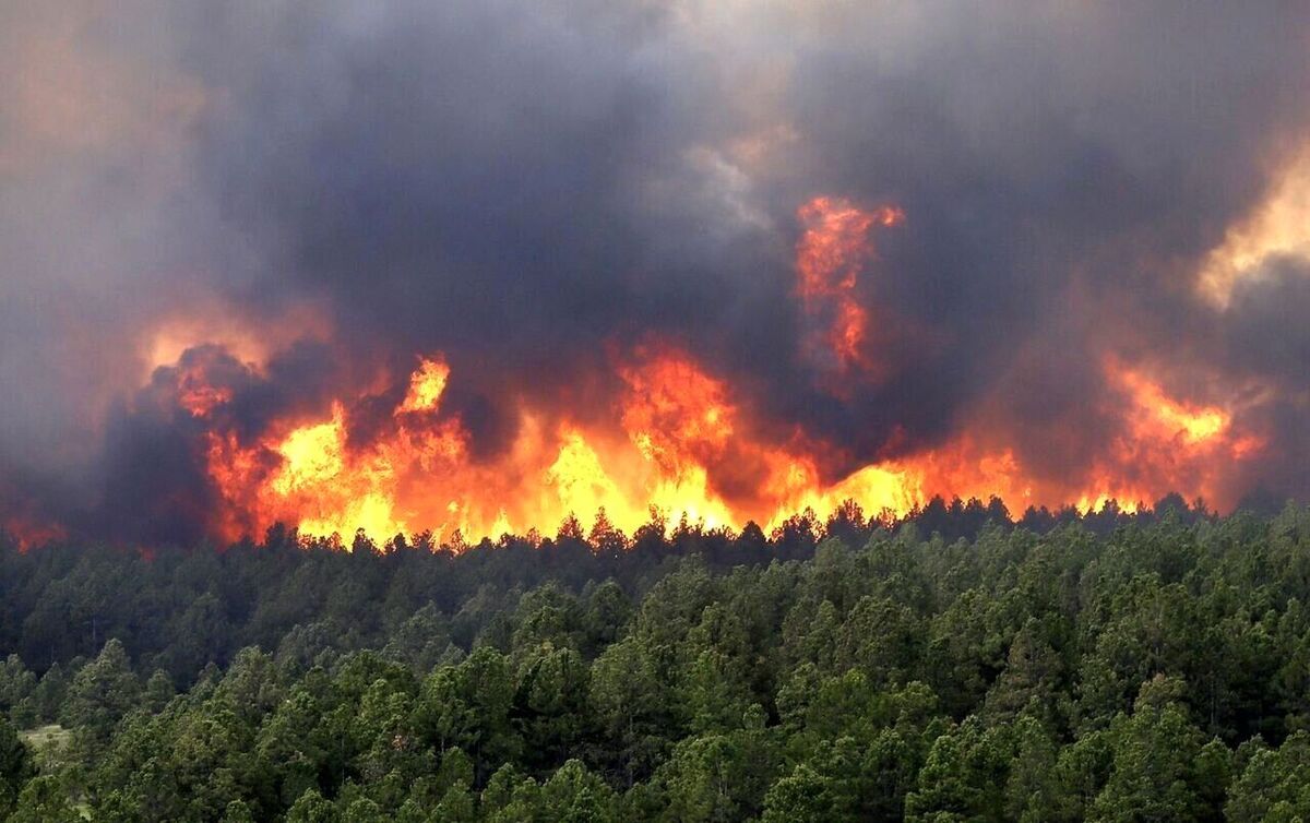 عرصه‌های جنگلی نمک آبرود در آتش سوخت