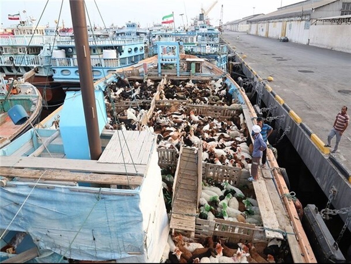 ویدیو | قاچاقچیان دام در قشم گوسفند‌های زنده را به دریا ریختند