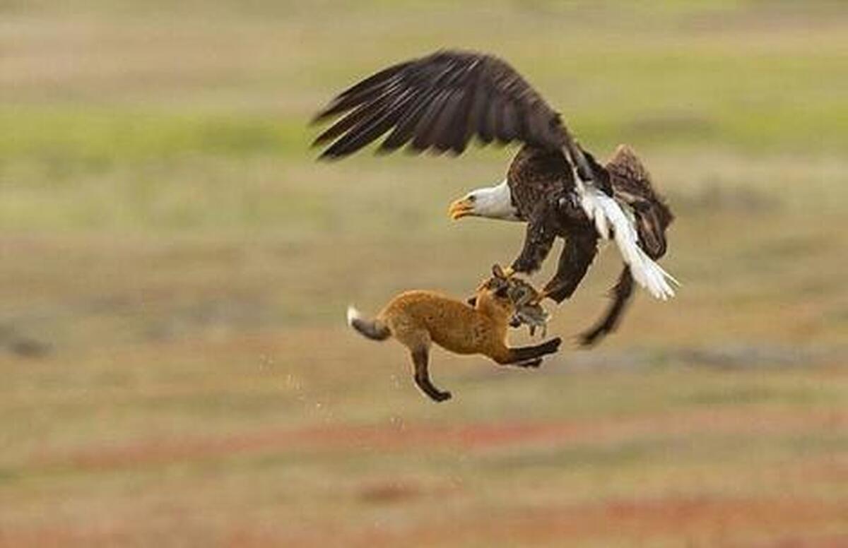ببینید | شکار یک آهوی بالغ توسط عقاب