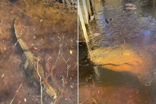 عکس | تمساحهایی که منجمد میشوند، اما نمیمیرند عکس | تمساحهایی که منجمد میشوند، اما نمیمیرند