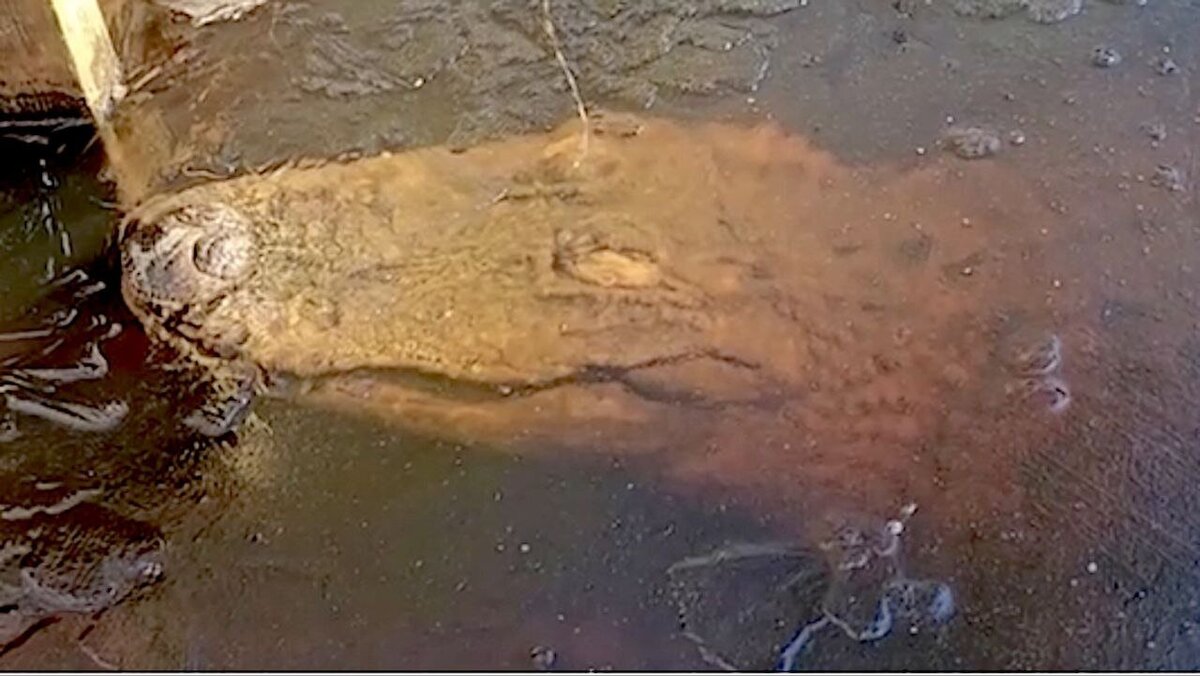 عکس | تمساح‌هایی که یخ می‌زنند ولی زنده می‌مانند