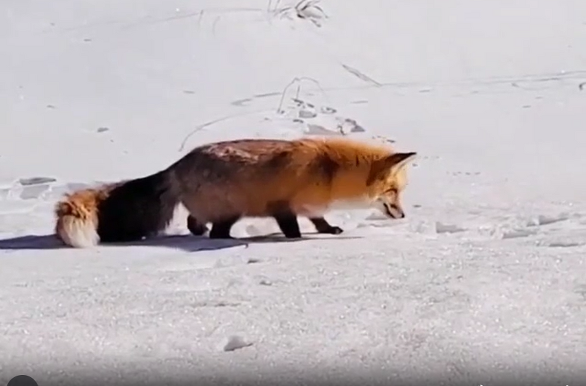 ویدیو | روش شکار جالب توسط روباه گرسنه در برف