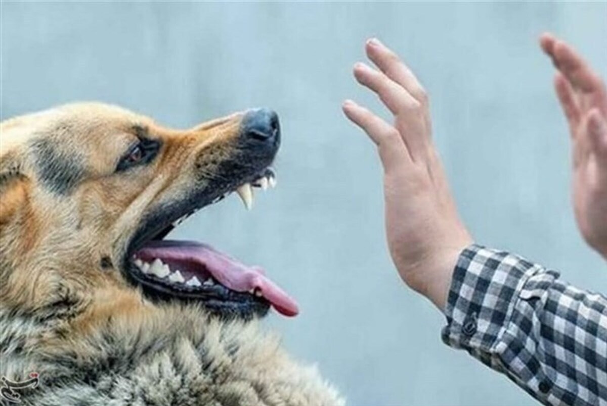 ویدیو | لحظه حمله هولناک سگ‌ها به کودک یاسوجی