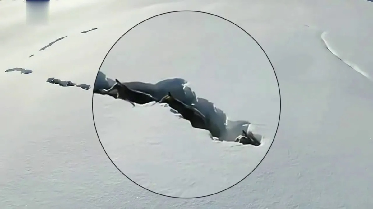 ویدیو | نحوه راه رفتن و حرکت عجیب گرگ‌ها در برف