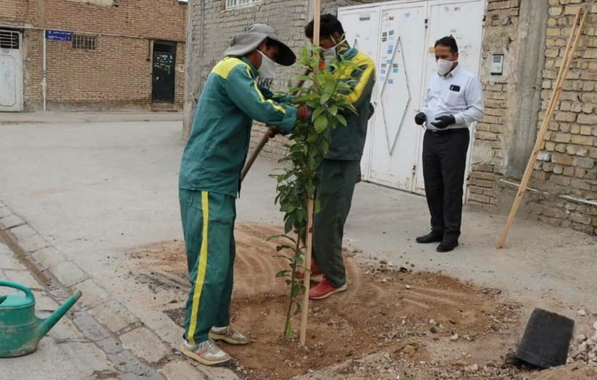 کاشت نهال رایگان در منزل تهرانی‌ها از امروز ۱ اسفندماه