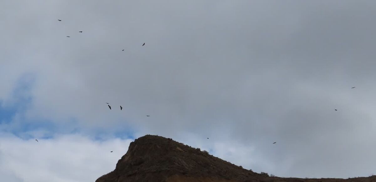 مشاهده عقاب‌های نادر استپی در قزوین