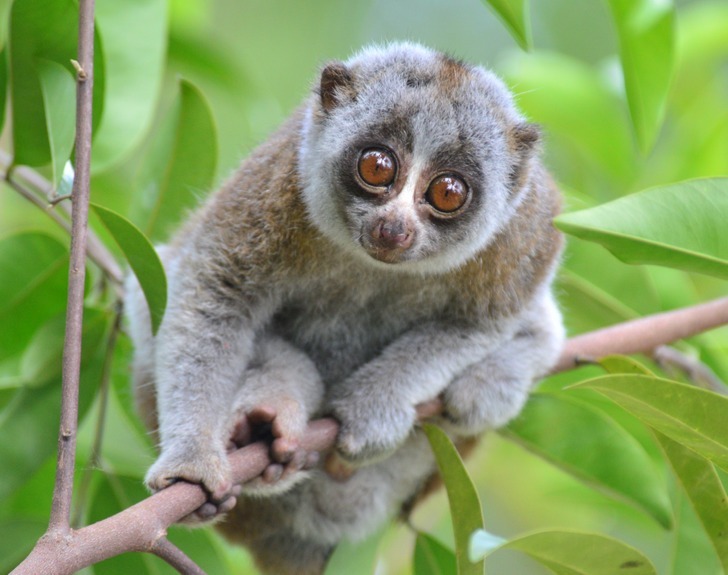 ۱۱ باور اشتباه درباره حیوانات که از کودکی در ذهن شما نشسته است ۱۱ باور اشتباه درباره حیوانات که از کودکی در ذهن شما نشسته است