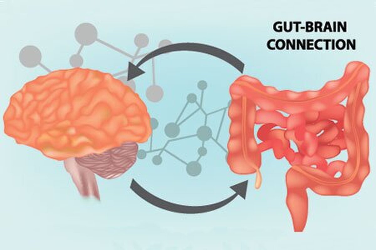 سلامت روده چه ربطی به مغز انسان مرتبط است؟