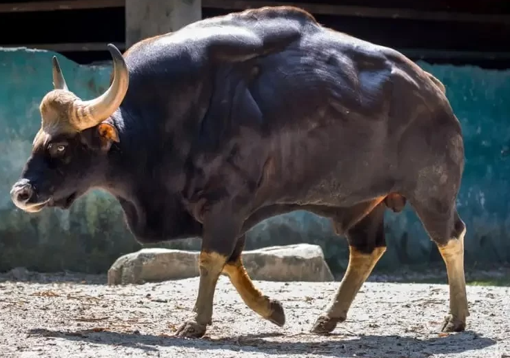 عکس | با این گاو بدنساز آشنا شوید عکس | با این گاو بدنساز آشنا شوید