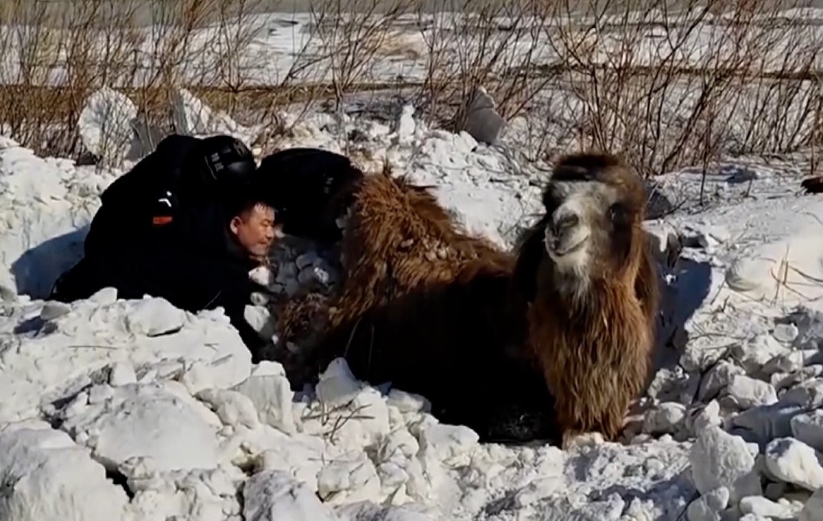 ویدیو | عملیات نجات یک شتر مدفون در برف
