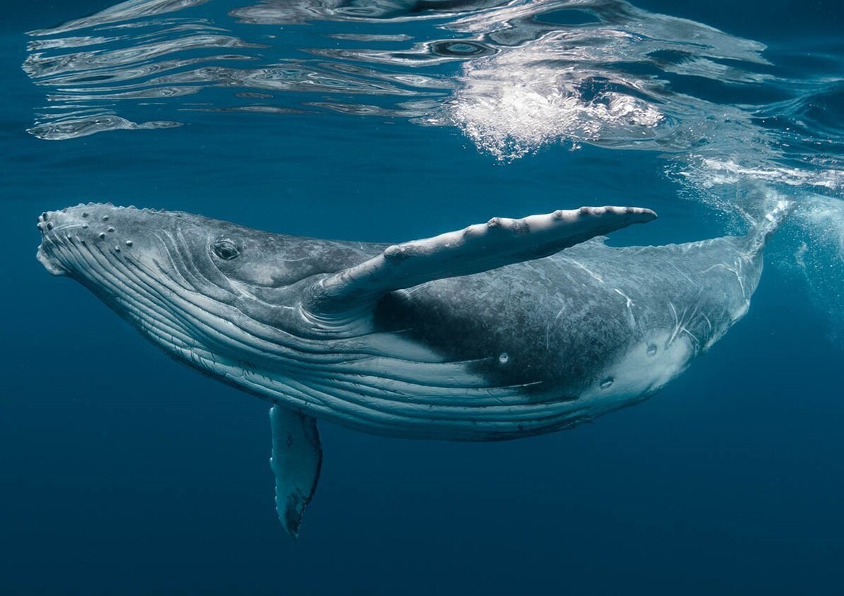 کشف جدید محققان | مدفوع نهنگ ، ناجی بشریت !