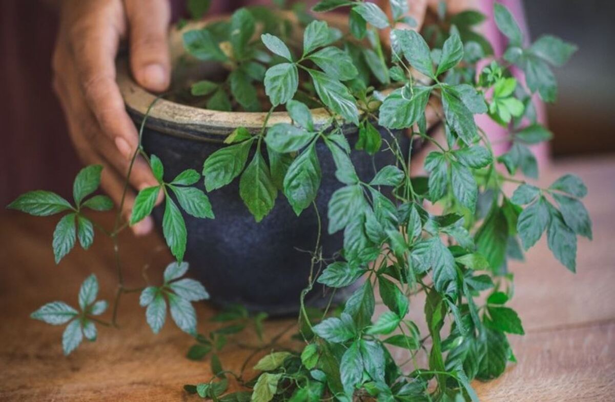 ۷ گیاه دارویی که به آسانی می‌توان در منزل پرورش داد