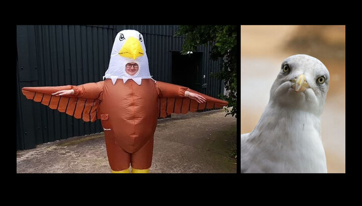 یک آگهی استخدام عجیب؛ این لباس را بپوشید و مرغان دریایی را بترسانید