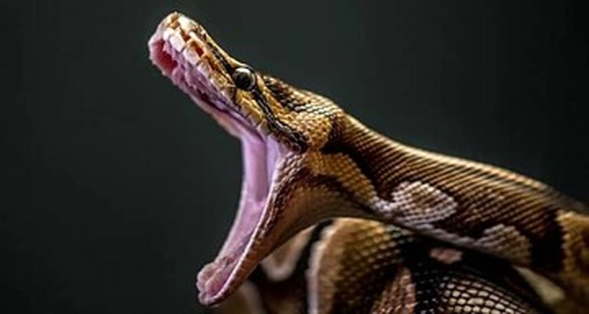 عکس | سلاح ترسناک مار پیتون برای بلعیدن تمساح