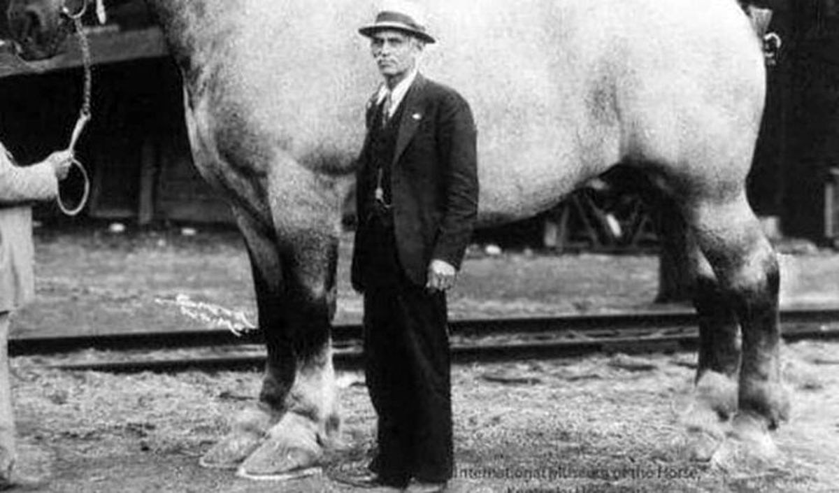 عکس | اسب تاریخ‌سازی که وزن آن بیشتر از ماشین‌ها بود!