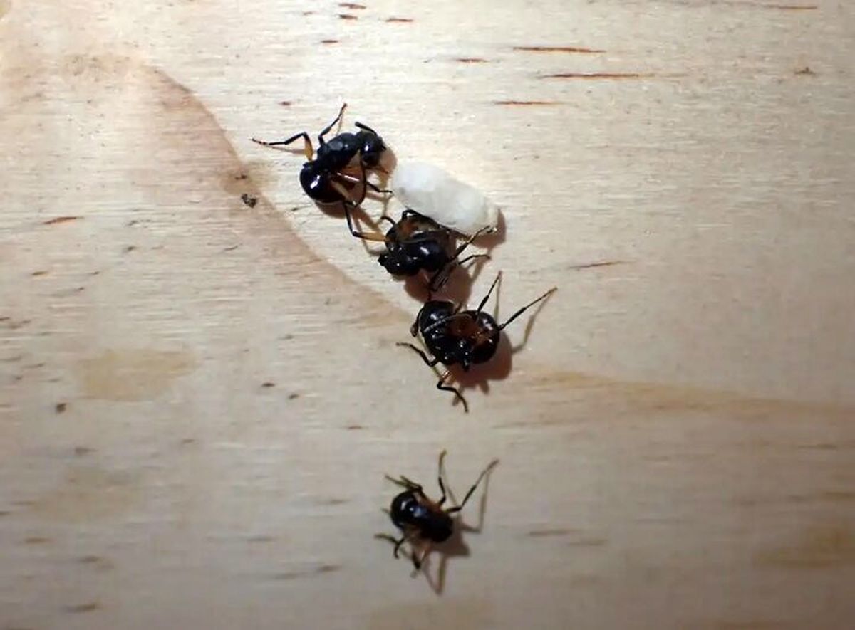 عکس | مورچه‌های حیرت‌انگیزی که خود را به مردن می‌زنند!