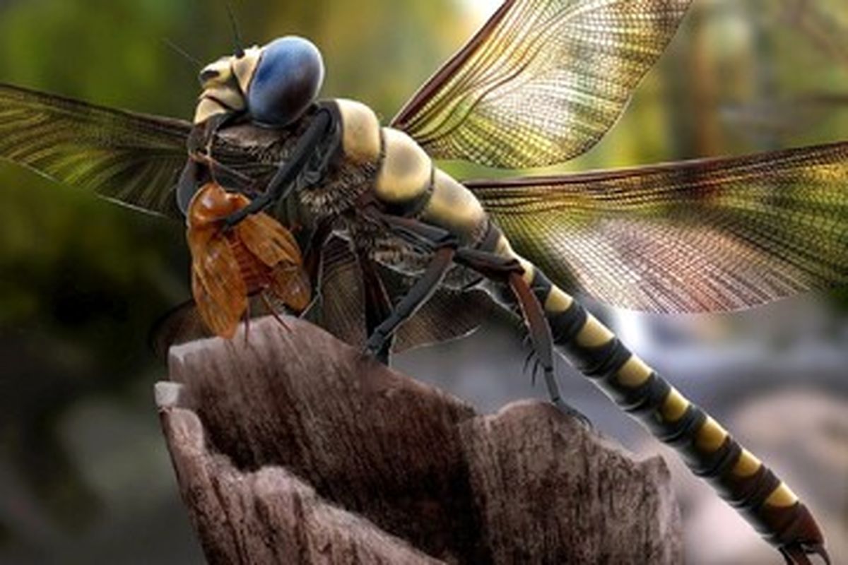 کشف دلیل جالب زندگی حشرات در خشکی
