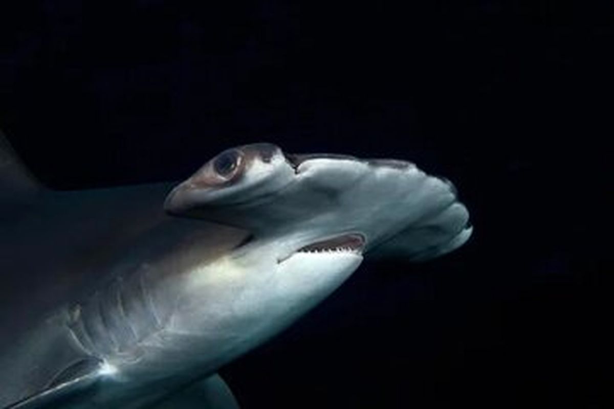 عکس |  قاتل اقیانوس چگونه بدنش را در سرمای تاریکی گرم نگه می‌دارد؟