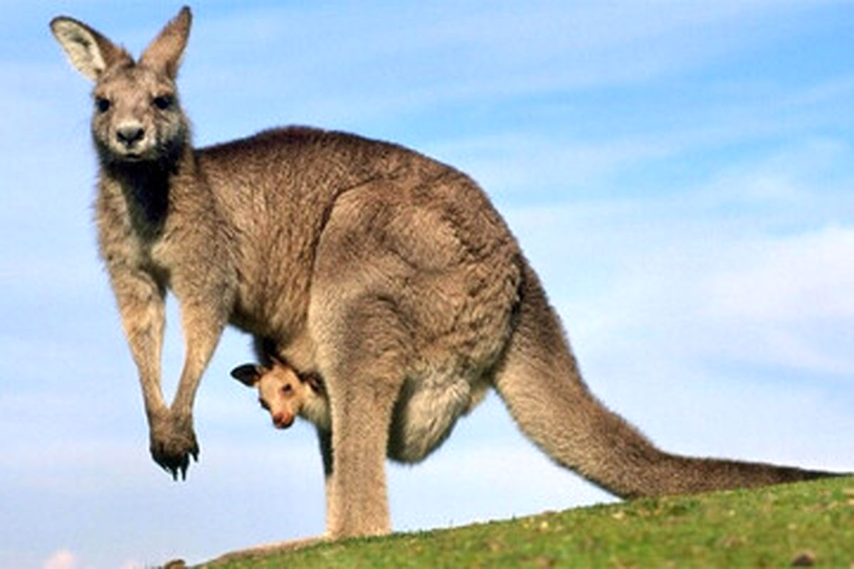 معضل عجیب افزایش جمعیت این حیوان در استرالیا