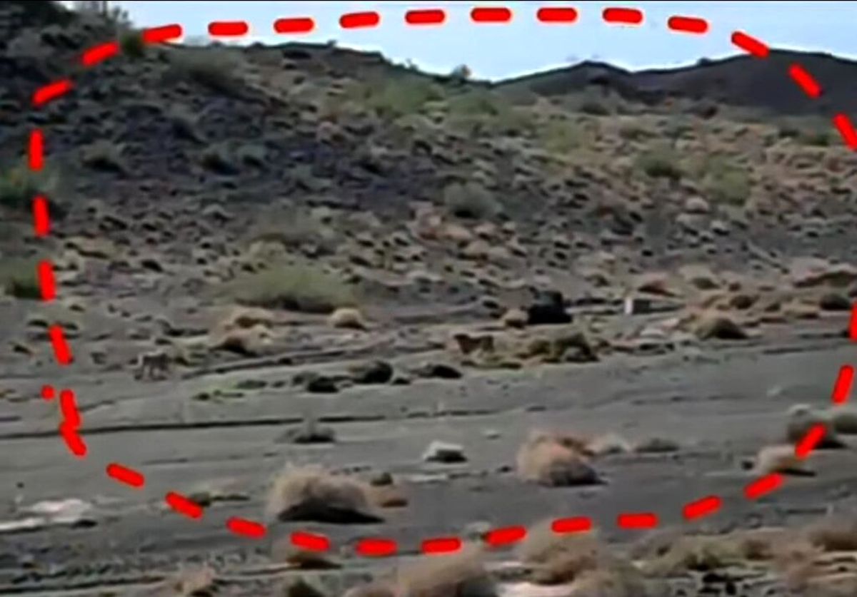 ویدیو | جاده مرگ در کمین یوزپلنگ‌ های ایرانی | میامی همچنان پر خطر است