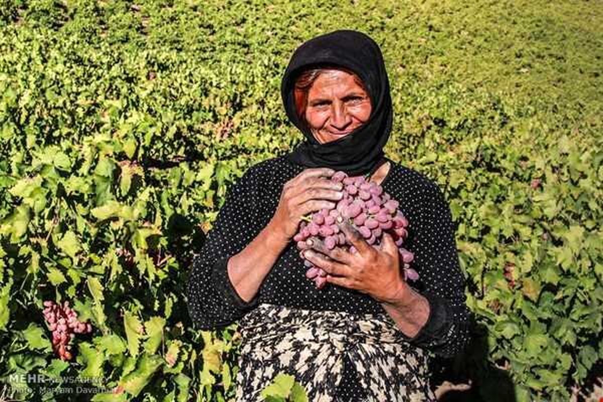 ویدیو | بدرانلو قطعه‌ای از بهشت بر روی زمین؛ تاکستان‌هایی که از چشم گردشگران دور مانده‌اند