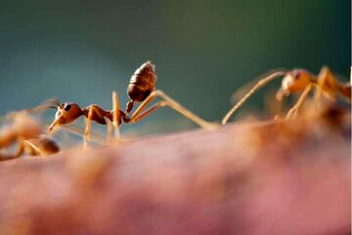 نسل جدید ربات‌ها با الهام از توانایی خارق‌العاده مورچه‌