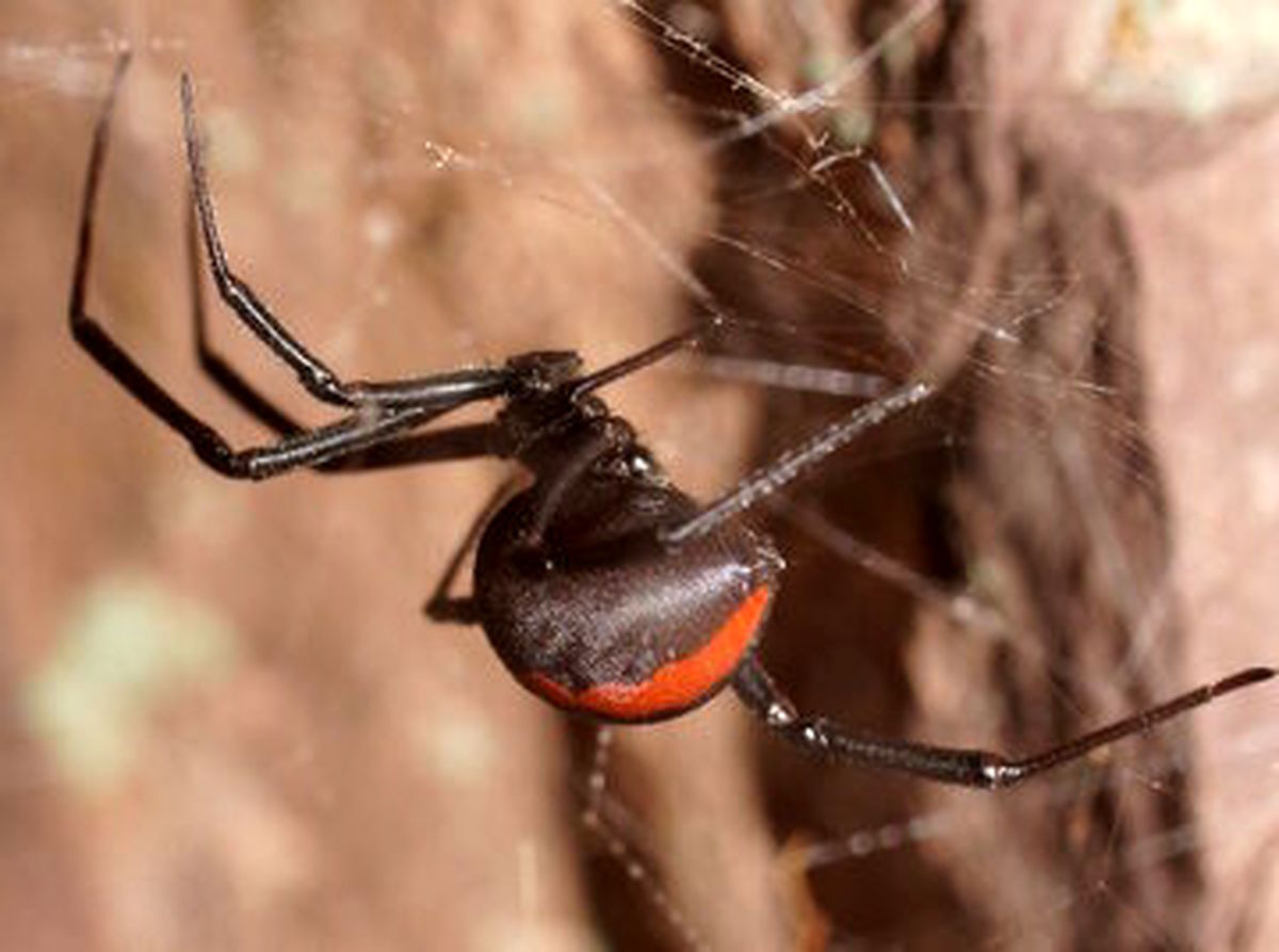عکس | ایرانی‌ها حواس‌شان باشد؛ سکونت خطرناک‌ترین عنکبوت دنیا در خاک ایران!