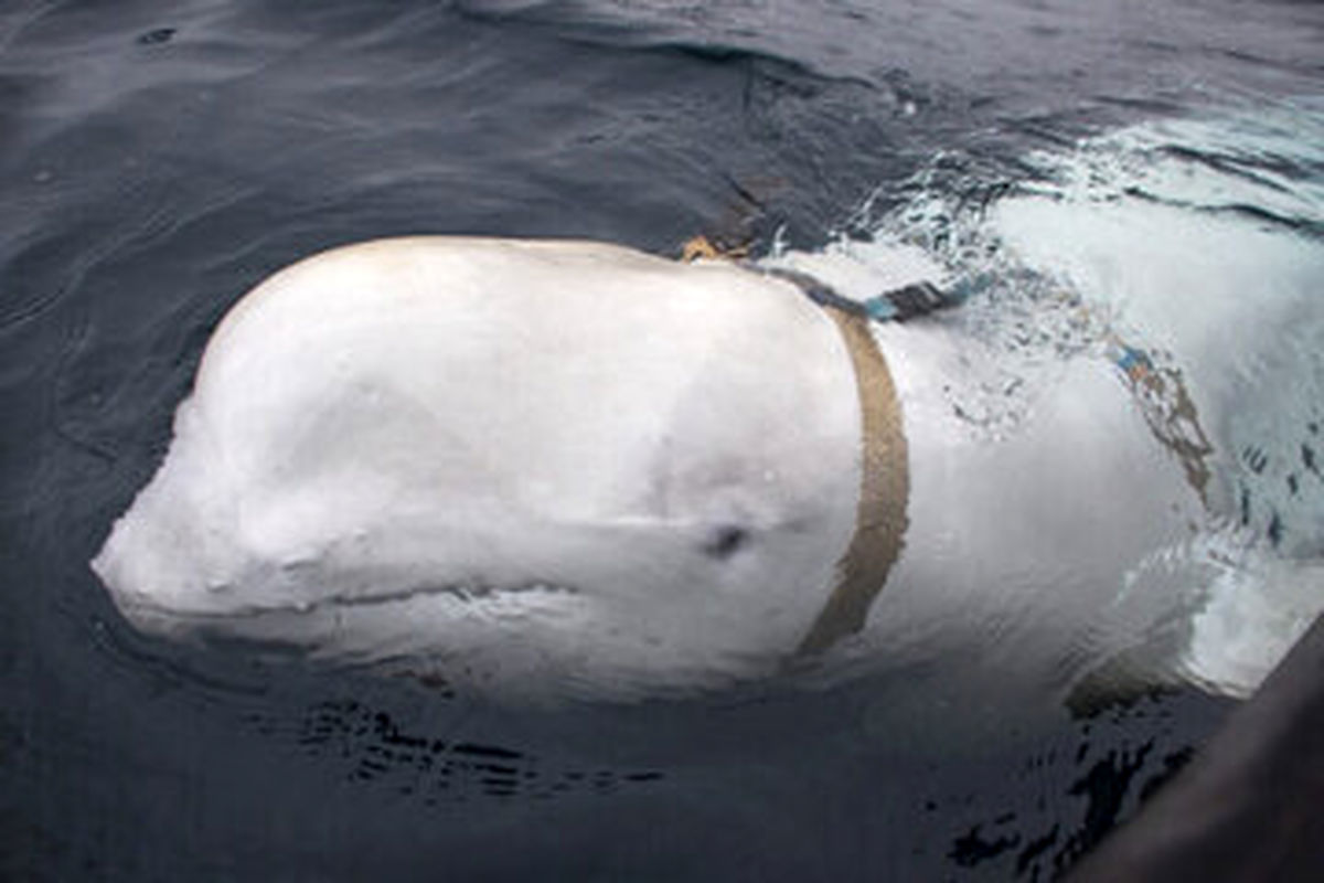 شکار نهنگ جاسوس؛ آمورش دیده نیروی دریایی روسیه
